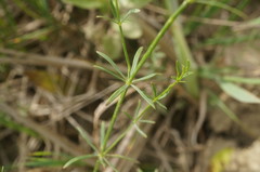 Galium elongatum