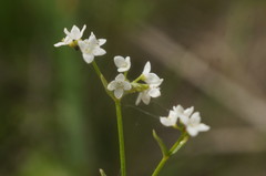 Galium elongatum