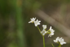 Galium elongatum
