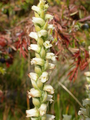 Spiranthes casei casei