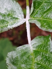 Podosphaera macularis