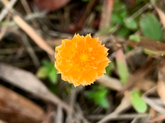 Polygala lutea