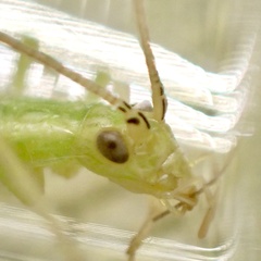 Oecanthus celerinictus