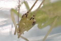 Oecanthus celerinictus