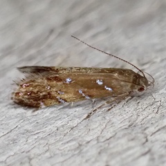 Strobisia iridipennella