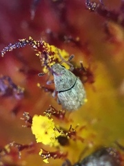 Trigonorhinus limbatus