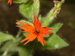 Silene rotundifolia