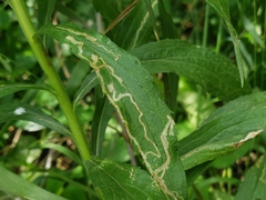 Phytomyza albiceps group