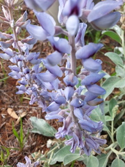 Lupinus westianus