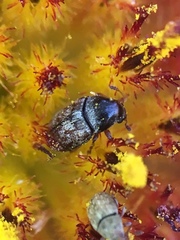 Trigonorhinus