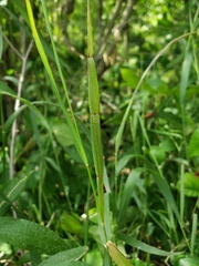 Alopecurus pratensis