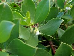 Myoporum boninense