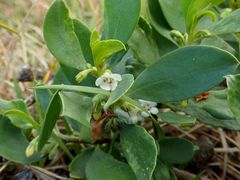 Myoporum boninense