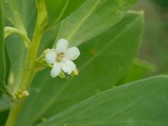 Myoporum boninense