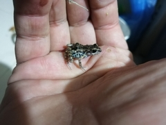 Eleutherodactylus nitidus