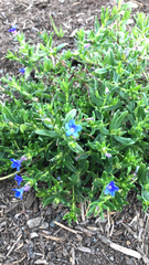 Glandora prostrata