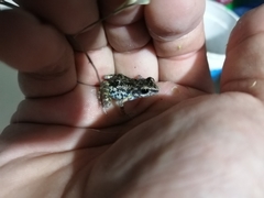 Eleutherodactylus nitidus