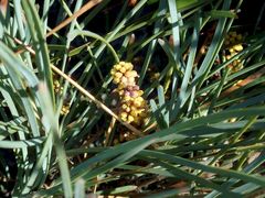 Lomandra glauca