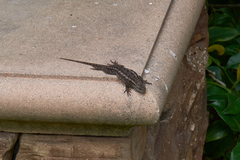Sceloporus occidentalis