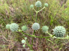 Eryngium yuccifolium