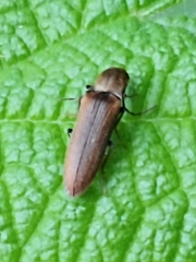 Campylomorphus serricornis