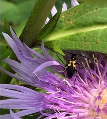 Typocerus lunulatus