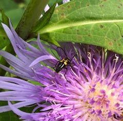 Typocerus lunulatus