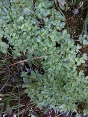 Psilocarphus brevissimus