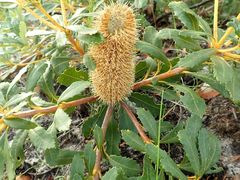 Banksia paludosa