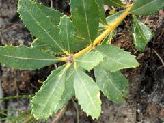 Banksia paludosa
