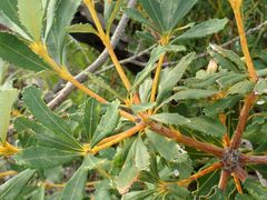 Banksia paludosa