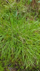 Carex trisperma