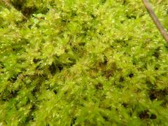 Sphagnum cristatum