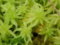 Sphagnum cristatum