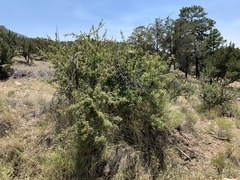 Berberis haematocarpa
