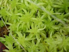Sphagnum cristatum