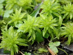 Sphagnum cristatum