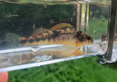 Etheostoma duryi