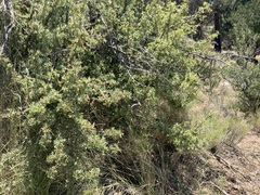 Berberis haematocarpa