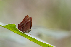 Abisara bifasciata suffusa