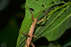 Oxyartes