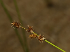 Carex atlantica atlantica
