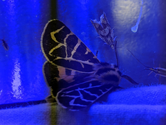 Apantesis nevadensis