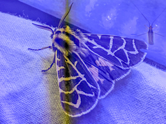 Apantesis nevadensis