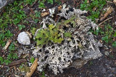 Lobaria pseudopulmonaria