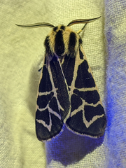 Apantesis nevadensis