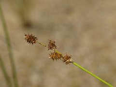 Carex atlantica atlantica