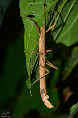 Oxyartes