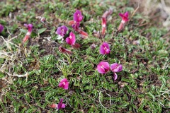 Chesneya purpurea