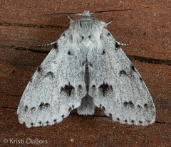 Acronicta vulpina